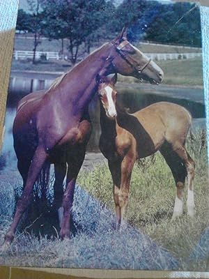 The American Saddle Horse Puzzle (Game)