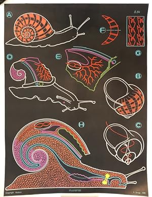 SNAIL. (Original, Vintage Poster)