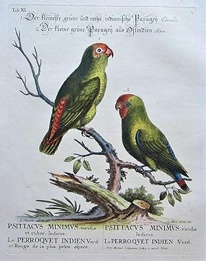 Der kleine , grüne und rothe, indianische Papageij.