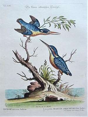 Die kleinen indianischen Eiß-Vögel