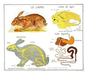 The Garden Rabbit Skeleton Anatomy Old School Wall Chart Postcard