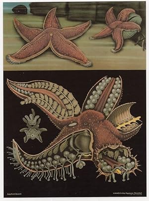 Red Starfish Aquarium Sealife Old School Wall Chart Postcard