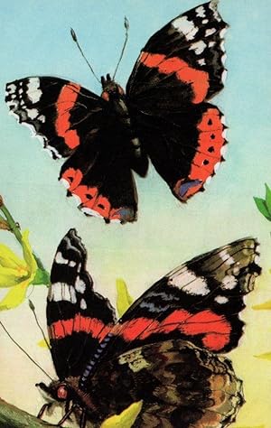 Vanessa Atlanta Butterfly A Pair Of 1970s Ladybird Book Postcard