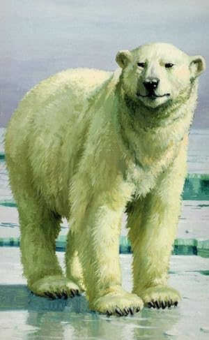 1970s Polar Bear Painting Childrens Ladybird Book Postcard