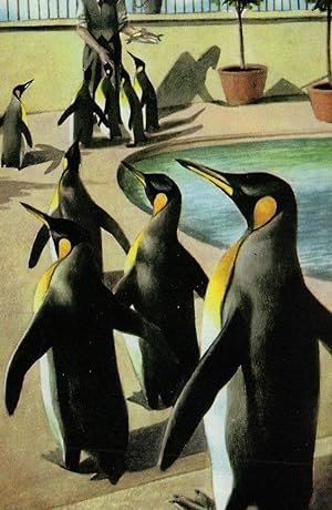 Penguins Feeding Time At Zoo Painting 1970s Ladybird Book Postcard