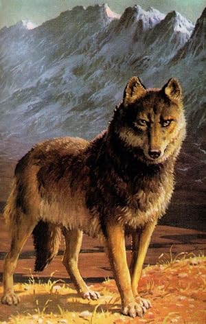 1970s Wolf In Mountains Painting Childrens Ladybird Book Postcard