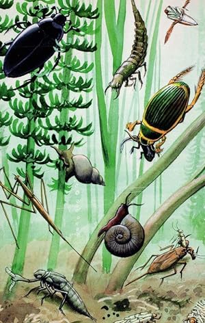 1960s Snails Stag Beetle Ladybird Old Childrens Book Postcard