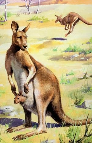 Kangaroos Painting Ladybird 1970s Children Book Postcard