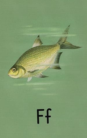F is for Fish Ladybird Vintage Old Childrens Book Postcard