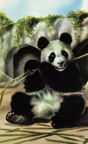 1960s Panda In Zoo I Love Pandas Childrens Ladybird Book Postcard
