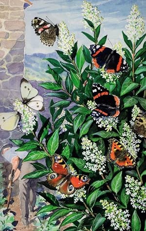 Butterflies On A Privet Bush 1960s Ladybird Childrens Book Postcard