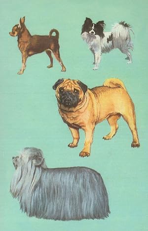 Bulldog Maltese Long Haired Dog 1970s Painting Ladybird Book Postcard