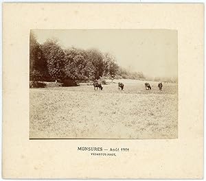 France, Monsures, vaches au pré, août 1901