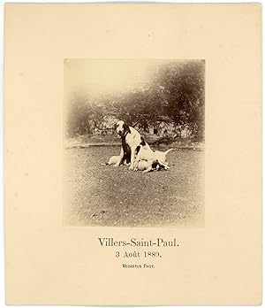 France, Villers-St-Paul, la chienne et sa nichée, 3 août 1889