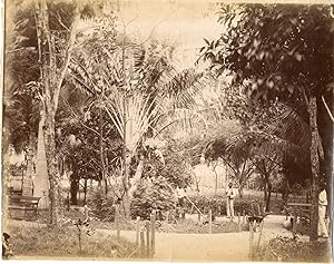 Martinique, parc à identifier, arbres du voyageur