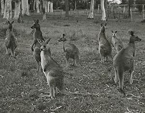 Australie, groupe de Kangourous.