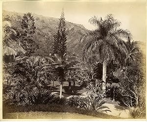 J.V. Jamaica, Castleton Gardens