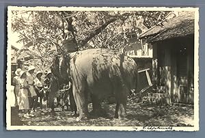 Cambodge, Phnom Penh, Les Eléphants