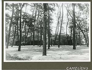 France, Zoo de Vincennes. Cameliens