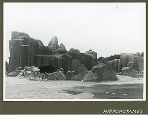 France, Zoo de Vincennes. Hippopotames