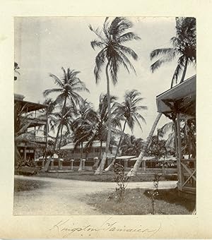 Jamaïque, Kingston, Maisons et palmiers, ca.1899, Vintage citrate print
