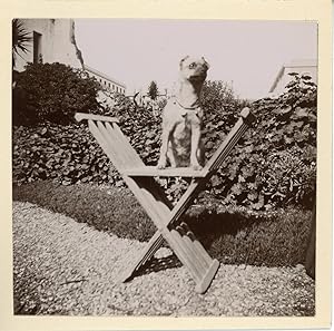 Algérie, Chien debout sur une chaise dans un jardin, ca.1898, Vintage citrate print