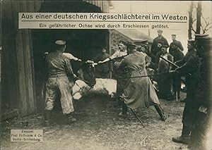 Première Guerre Mondiale 1914/18, Une boucherie de guerre allemande à l'ouest, boeuf abattu, vint...