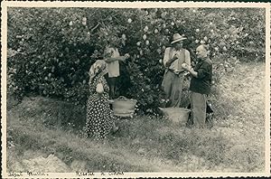 Espagne, près de Murcie, Récolte des citrons, ca.1952, Vintage silver print
