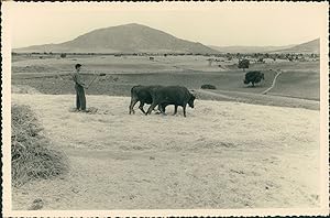 Espagne, Murcia, Battage des champs avec des buffles, ca.1952, Vintage silver print