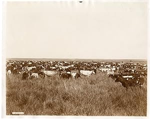 Argentina, Buenos Aires, M.J.Cobo, vaches