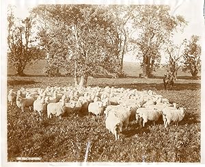 Argentina, Buenos Aires, M.J.Cobo, moutons de race