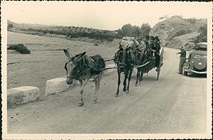 Espagne, Murcia, Excursion à dos d'âne, ca.1952, Vintage silver print
