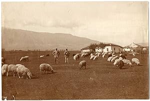 Bulgarie, Bulgaria, Vitocha, Vitosha, massif montagneux, élevage de moutons