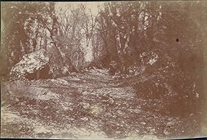 France, Sentier dans une forêt, 1900, Vintage citrate print