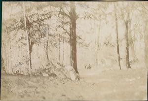 France, Sainte-Baume, Sentier dans une forêt, 1900, Vintage citrate print
