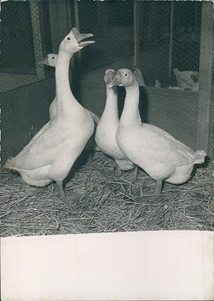 Paris, Oies au concours agricole, 1955, Vintage silver print