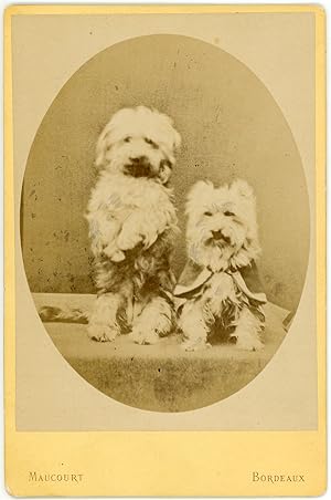 France, Deux chiens, ca.1880, vintage albumen print