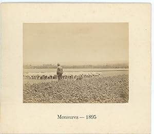 France, Monsures, moutons au pré, 1895