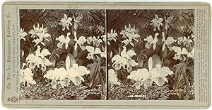 Stereo England, London, Orchids, circa 1900