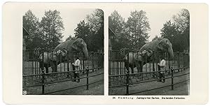 Stereo, Neue Photographische Gesellschaft A. G., Hamburg, Zoologischer Garten, Die beiden Elefanten
