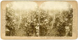 Stereo Allemagne, Deutschland, Dans les vignobles à Assmannshausen, circa 1900