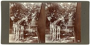 Stereo, H. Hands & Son's, Stereoscopic Series, London Zoo, Giraffes