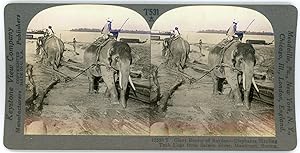 Stereo, Birmanie, Burma, Maulmain, Elephants hauling teak logs from Salwin River, circa 1900