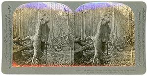 Stereo, USA, Colorado, A wild cat hunt, circa 1900
