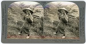 Stereo, Japon, Japan, A country girl among the tea fields of Shizuoka, circa 1900
