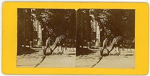 STEREO Biches, daims tachetés en cage dans un zoo à identifier, circa 1900