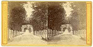 STEREO France, Belle allée d'arbres à identifier, circa 1870