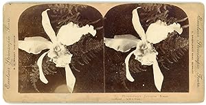 Stereo, White orchid, Mr. Chamberlain's favourite flower, circa 1900
