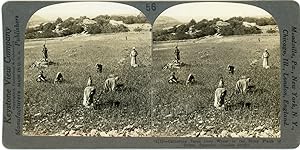 Stereo, Palestine, Gathering tares from wheat in the stony fields of Bethel, circa 1900
