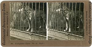 Stereo, Zoo, Canis Lupus, Loup, Wolf, circa 1900